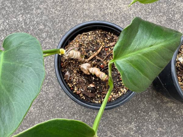 Two Monstera and pots - $15 (sunset / parkside)63471132527875122