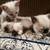 One Flame point Siamese Boy left For adoption 1 thumbnail