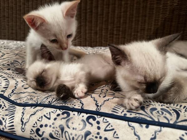One Flame point Siamese Boy left For adoption 1
