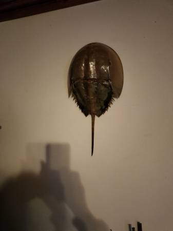 Great horseshoe crab shell 1