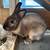 Rabbit and hutch for sale 2 thumbnail
