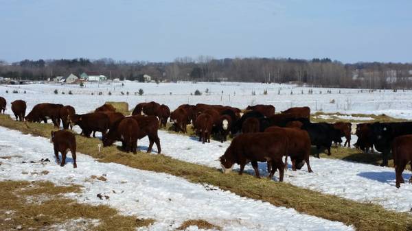 Preg Checked Range/Grass only Beef Cows 1
