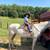 Walker mixed mare 2 thumbnail