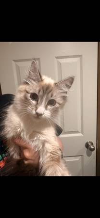 8 month-1 year kitty! 1