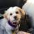 All Dogs Obedience and PottyTraining*Guaranteed*and reasonable price 7 thumbnail