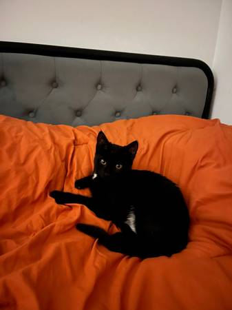 Black Tuxedo cat In need of new home. 1