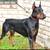 European Doberman 1 thumbnail