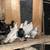 Pigeons 10 thumbnail