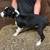 ABCA Registered Border Collie Puppies — Short Creek Farm 11 thumbnail