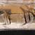 Tropical fish: Angelfish - P. scalare Rio Nanay (Peruvian Altums) F2 2 thumbnail