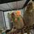 Handfed tame baby cockatiels for rehoming 1 thumbnail