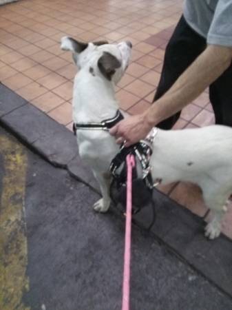 Mezclas de pitbull macho encontradas63677732285057122