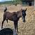 Arabian Purebred SE Lines 18 thumbnail