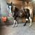 Paint Gelding 2 thumbnail