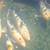 Jumbo koi 5 thumbnail