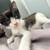 Tuxedo kitten 8 thumbnail