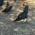 Olive Egger roosters 3 thumbnail