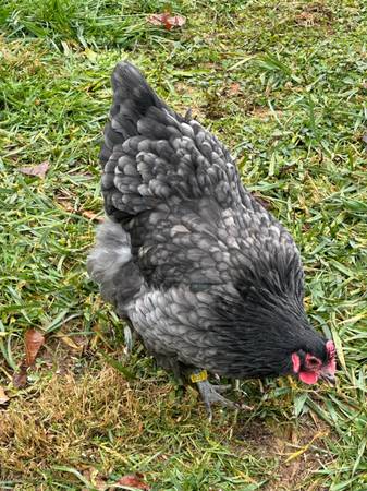 Blue Orpingtons 1