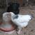 Chickens Pullet Rooster 9 thumbnail