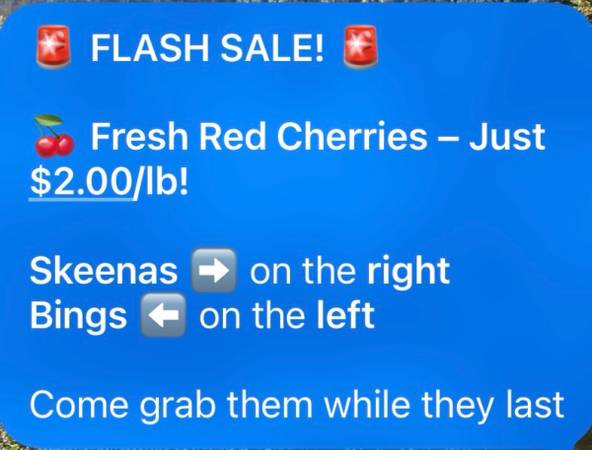 Rainer cherries fresh pick july 1st 1