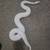 Blue eyed Lucy ball python 1 thumbnail