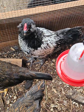 Beautiful Easter Egger Roo looking for a flock. 1