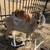 Nubian goats 5 thumbnail