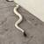 Ball Pythons Breeders Collection 7 thumbnail