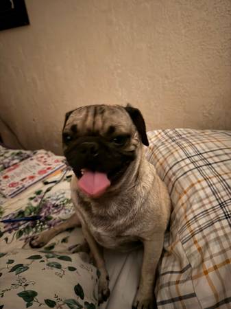 Lost Pug (Las Cruces)63834020593409121