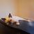 Male Siamese kitten 2 thumbnail