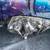 Mazda 3 Headlight Assembly Right Side 2004-2009 2 thumbnail
