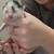 9 BEAUTIFUL KITTENS 8 thumbnail