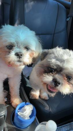 2 Shih Tzu 1 Yorkie63924992695939121
