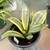 Tropical houseplant starts, prices in listing 6 thumbnail