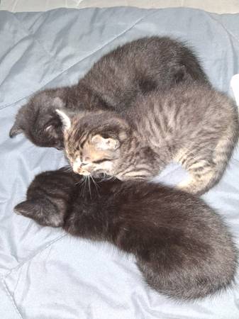 Kittens need forever home 1