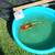 koi fish, fruit trees, and equipment 12 thumbnail