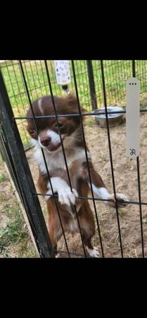 Tiny applehead long hair chihuahua female 4 year old 1