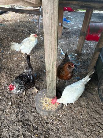 Hens 1