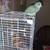 Quaker Parrot 1 thumbnail