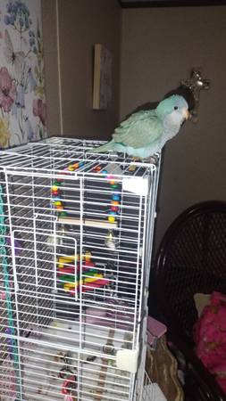 Quaker Parrot 1