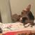 2 Chihuahua mixed brother and sister free to good home 3 thumbnail