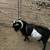 Whole male pygmy goats for call 4 thumbnail