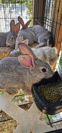 Bunny.. Rabbit.. New Zealand / Rex (Dunnellon)63687883210881120
