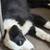 Rehoming AussieAmerican Shepherd Puppies 7 thumbnail