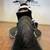 2019 Harley Davidson Softail FXDRS 114 Cruiser Sport Bike with Only 43 20 thumbnail
