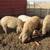 Mangalitsa pigs 1 thumbnail