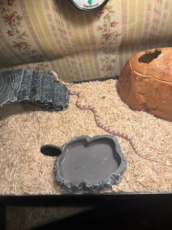 corn snake 1