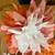 33 Large flowers party wedding shower birthday garden floral photo wall decorati 7 thumbnail