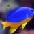 Fish Tank 240 Gallons (Re-homing) 14 thumbnail