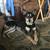 German Shepherd mix 1 thumbnail